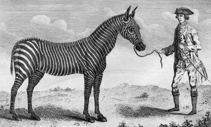 An engraving c 1760s, showing a man holding a female zebra belonging to Queen Charlotte