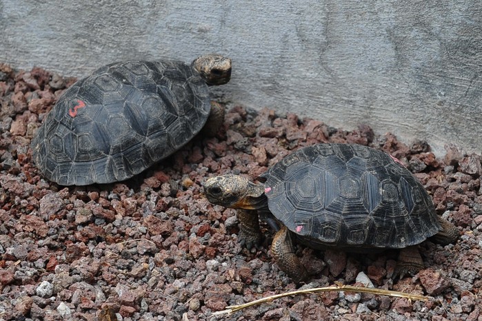 Little tortoises with genes of the Floreana Island giant tortoise species which were born in captivity, are pictured in a breeding centre at the Galapagos National Park in Santa Cruz Island, in the Galapagos archipelago, located some 1,000 km off Ecuador's coast, on June 4, 2013. Experts will try to bring back in 2014 two species of the giant tortoise believed to be extint, the Chelonoidis abingdonii species of the Pinta Island (that of Lonesome George -- the last Pinta Island giant tortoise which died in June 2012) and the Chelonoidis elephantopus presumed extinct shortly after Charles Darwin's historic voyage there in 1835, as part of a captive breeding program directed towards resurrecting the species. Genes from recently extinct species can live on in mixed ancestry creatures. (Photo by Rodrigo Buendia/AFP via Getty Images)