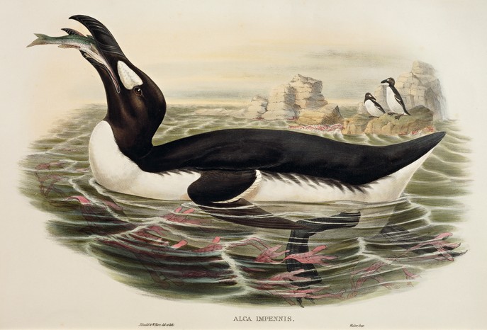 An engraving of a Great Auk on water, with some on land in the background.
