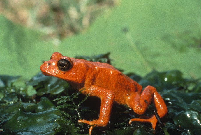 A photograph of an orange toad on a dark green leaf.