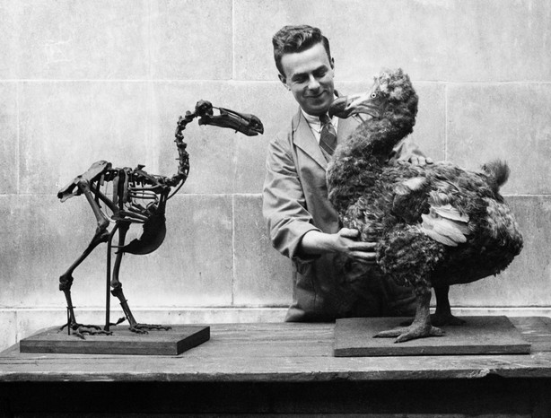 The skeleton of a dodo is displayed beside a reconstruction of the flightless bird which became extinct by the late 17th century. National Museum of Wales, 1938. (Photo by © Hulton-Deutsch Collection/CORBIS/Corbis via Getty Images)