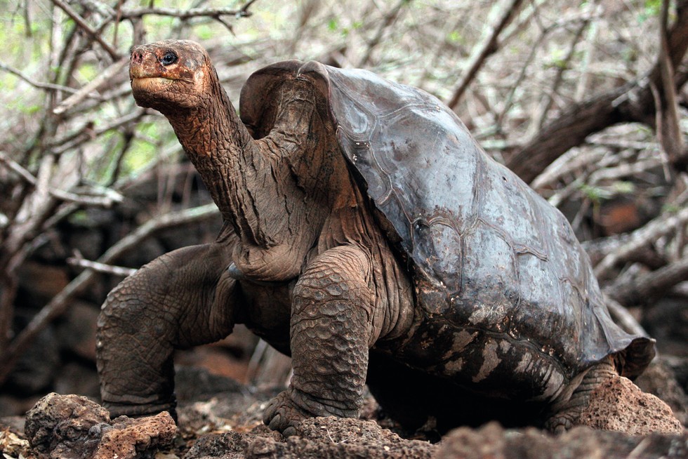 A photo of a giant tortoise, with branches in the background.